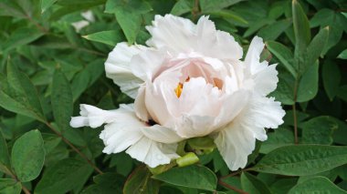 Bir çiçek ve ağaç benzeri bir şakayık, narin beyaz taç yaprakları ve çalıların üzerinde koyu pembe ve sarı bir merkez.