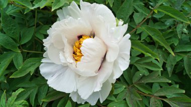 Bir çiçek ve ağaç benzeri bir şakayık, narin beyaz taç yaprakları ve çalıların üzerinde koyu pembe ve sarı bir merkez.