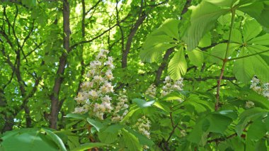 Yeşil yapraklı bir kestane ağacının dalı ve bir bahar gününde beyaz ve pembe yapraklı çiçeklerin cilvesi.