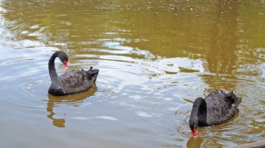 Siyah beyaz tüylü kuğular güneşli bir yaz gününde gölde yüzerler.