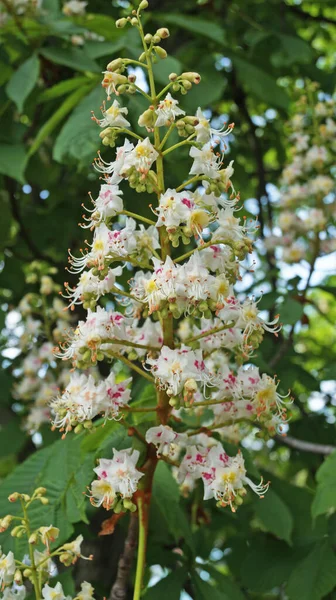 Gałąź Kasztanowca Zielonymi Liśćmi Kwiatostan Kwiatów Białymi Różowymi Płatkami Wiosenny — Zdjęcie stockowe
