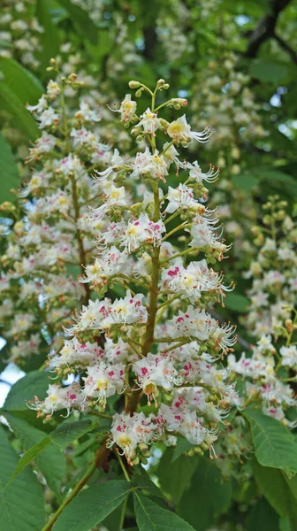 Ramo Castagno Con Foglie Verdi Infiorescenza Fiori Con Petali Bianchi — Foto Stock