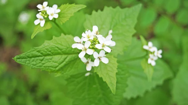 Bir Bahar Günü Ormandaki Bir Açıklıkta Yeşil Yaprakları Beyaz Çiçekleri — Stok fotoğraf