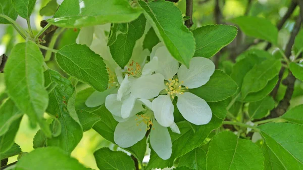 春天阳光明媚的日子里 苹果树的枝条 开着精致的白花 在树上有一个黄色的中心 — 图库照片