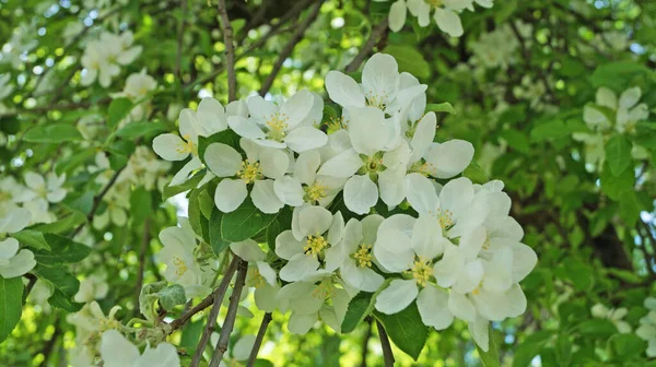 春天阳光明媚的日子里 苹果树的枝条 开着精致的白花 在树上有一个黄色的中心 — 图库照片