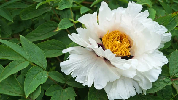 Kwiat Pączek Drzewiastego Piwonii Delikatnymi Białymi Płatkami Ciemnym Różowym Żółtym — Zdjęcie stockowe