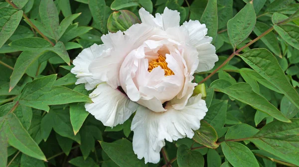 A flower and a bud of a tree-like peony with delicate white petals and a dark pink and yellow center on the bush