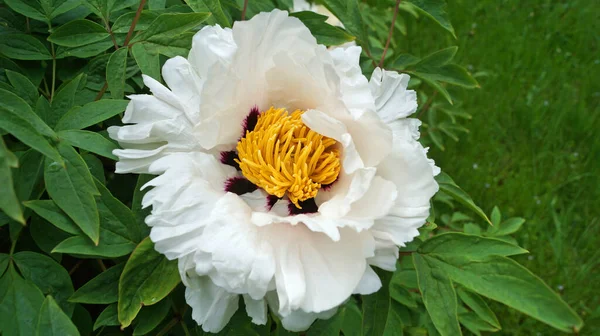 Une Fleur Bourgeon Une Pivoine Ressemblant Arbre Avec Délicats Pétales — Photo