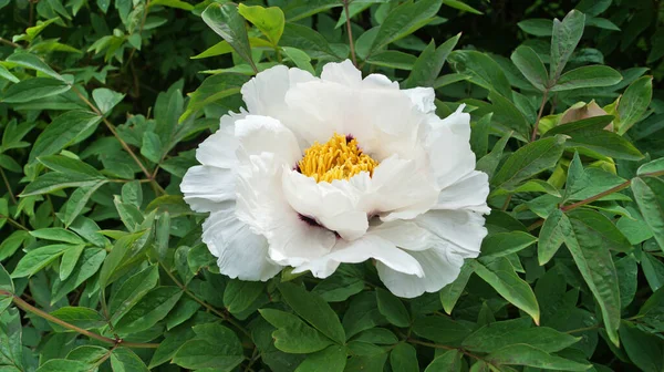 Bir çiçek ve ağaç benzeri bir şakayık, narin beyaz taç yaprakları ve çalıların üzerinde koyu pembe ve sarı bir merkez.