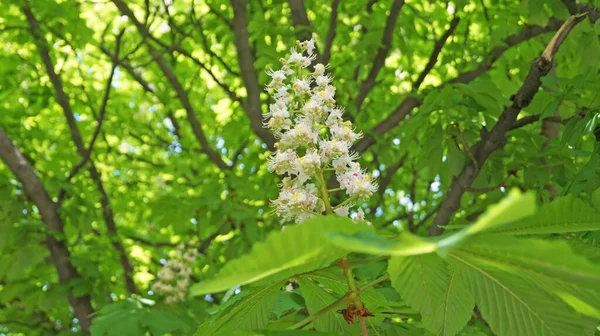 Ramo Castagno Con Foglie Verdi Infiorescenza Fiori Con Petali Bianchi — Foto Stock