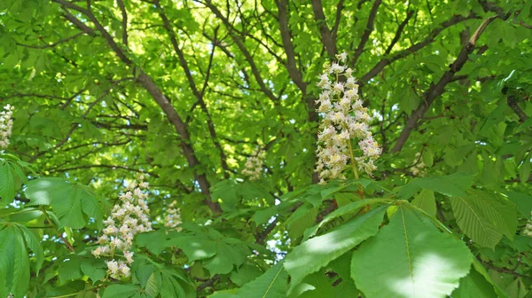 Une Branche Châtaignier Aux Feuilles Vertes Une Inflorescence Fleurs Aux — Photo