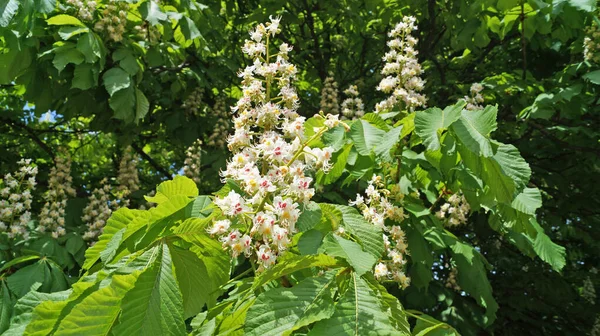 Branch Chestnut Tree Green Leaves Inflorescence Flowers White Pink Petals — Stock Photo, Image