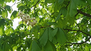 Yeşil yapraklı bir kestane ağacının dalı ve bir bahar gününde beyaz ve pembe yapraklı çiçeklerin cilvesi.