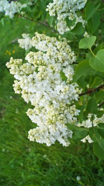 Beyaz narin çiçekli leylak dalı ve güneşli bir bahar gününde yapraklar.