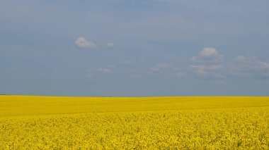 Mavi gökyüzünün altında parlak sarı çiçekleri ve güneşli bir bahar gününde beyaz bulutları olan tecavüz tarlası.