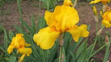 Sarı yapraklı, yeşil yapraklı bir çiçek çiçeği bir bahar günü çiçek tarhında.