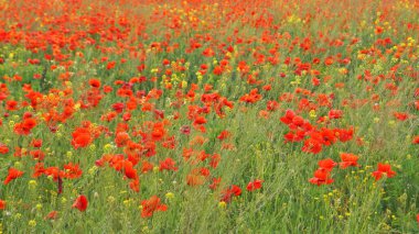 Kırmızı gelincikler ve kır çiçekleri mavi gökyüzünün altında güneşli bir bahar gününde beyaz bulutlarla