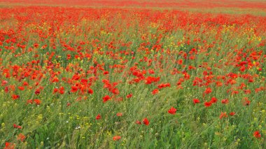 Kırmızı gelincikler ve kır çiçekleri mavi gökyüzünün altında güneşli bir bahar gününde beyaz bulutlarla