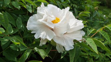 Bir çiçek ve ağaç benzeri bir şakayık, narin beyaz taç yaprakları ve çalıların üzerinde koyu pembe ve sarı bir merkez.