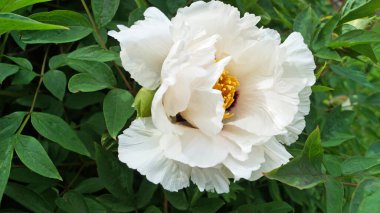 Bir çiçek ve ağaç benzeri bir şakayık, narin beyaz taç yaprakları ve çalıların üzerinde koyu pembe ve sarı bir merkez.