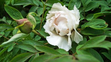 Bir çiçek ve ağaç benzeri bir şakayık, narin beyaz taç yaprakları ve çalıların üzerinde koyu pembe ve sarı bir merkez.
