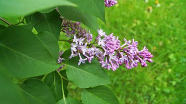 Mor narin çiçekleri olan leylak dalı ve güneşli bir bahar gününde yapraklar.
