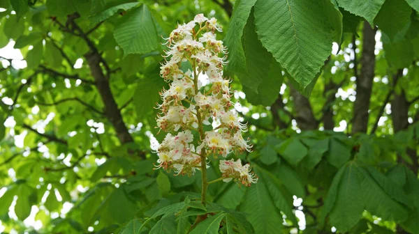 Branch Chestnut Tree Green Leaves Inflorescence Flowers White Pink Petals — Stock Photo, Image