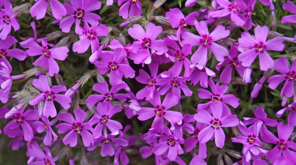 春の日に牧草地に繊細な紫色の花弁を持つカーネーションの花 — ストック写真