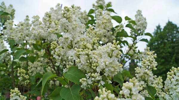 Branche Lilas Avec Des Fleurs Délicates Blanches Feuilles Sur Buisson — Photo