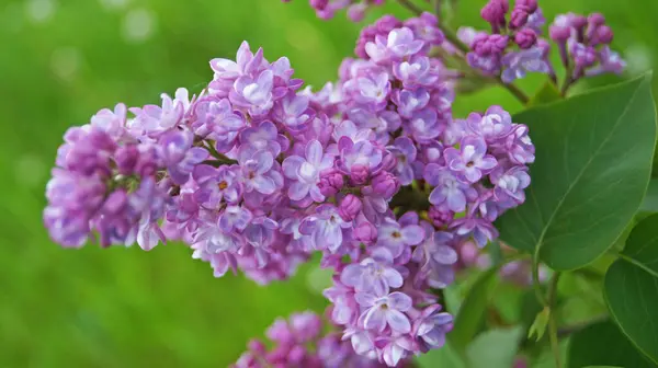 Lilac Branch Purple Delicate Flowers Leaves Bush Spring Sunny Day — Stock Photo, Image