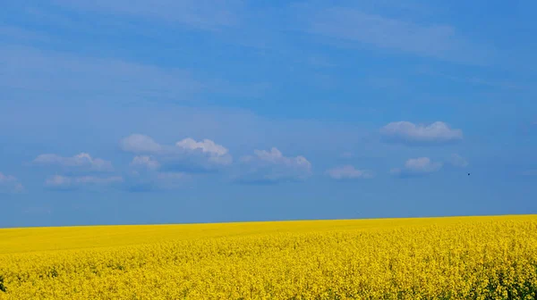 Campo Violación Con Flores Color Amarillo Brillante Bajo Cielo Azul —  Fotos de Stock