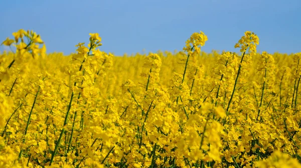 Campo Violación Con Flores Color Amarillo Brillante Bajo Cielo Azul —  Fotos de Stock