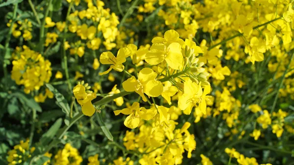 Campo Violación Con Flores Color Amarillo Brillante Bajo Cielo Azul —  Fotos de Stock