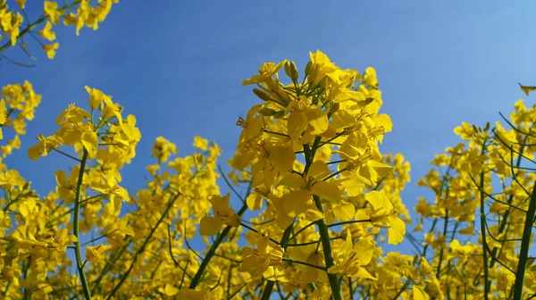 Campo Violación Con Flores Color Amarillo Brillante Bajo Cielo Azul —  Fotos de Stock