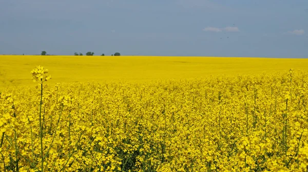 Campo Violación Con Flores Color Amarillo Brillante Bajo Cielo Azul —  Fotos de Stock