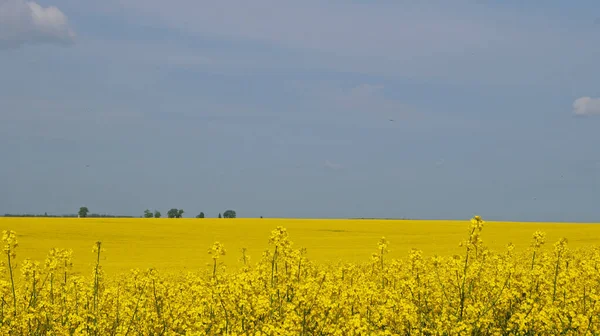 Campo Violación Con Flores Color Amarillo Brillante Bajo Cielo Azul —  Fotos de Stock