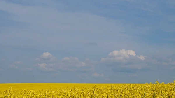 Campo Violación Con Flores Color Amarillo Brillante Bajo Cielo Azul —  Fotos de Stock