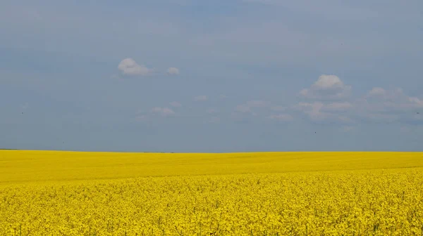 Campo Violación Con Flores Color Amarillo Brillante Bajo Cielo Azul —  Fotos de Stock