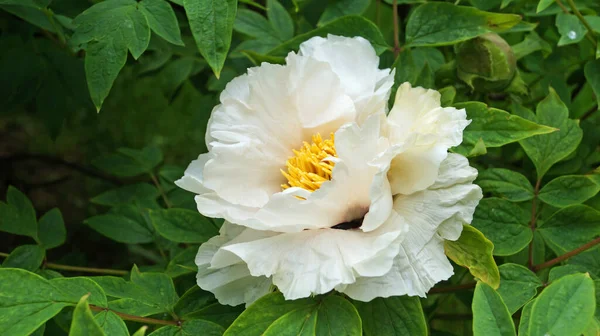 Une Fleur Bourgeon Une Pivoine Ressemblant Arbre Avec Délicats Pétales — Photo