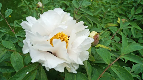 Une Fleur Bourgeon Une Pivoine Ressemblant Arbre Avec Délicats Pétales — Photo