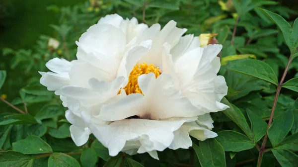 Une Fleur Bourgeon Une Pivoine Ressemblant Arbre Avec Délicats Pétales — Photo