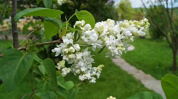 Lilac Tak Met Witte Delicate Bloemen Bladeren Een Struik Een — Stockfoto