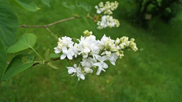 Branche Lilas Avec Des Fleurs Délicates Blanches Feuilles Sur Buisson — Photo