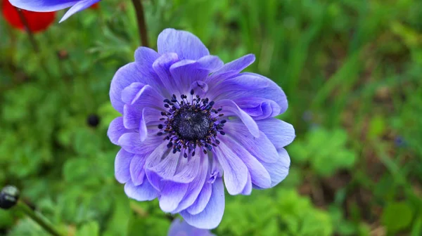 Kırmızı ve mor yapraklı dekoratif şakayıklar ve bahar günü bir çiçek tarhında siyah bir merkez.