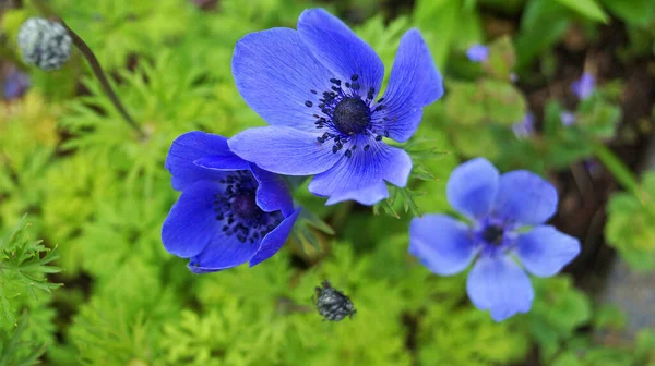 Koriste Pioneja Punainen Violetti Terälehdet Musta Keskus Kukkapenkkiin Kevätpäivänä — kuvapankkivalokuva