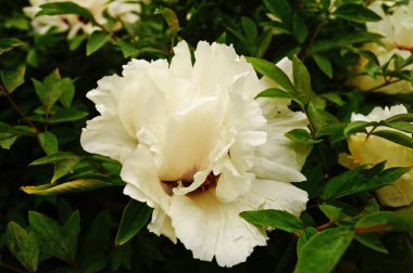 Ağaç şakayığı çiçeği ve beyaz yapraklı tomurcuk ve sarı bir merkez.