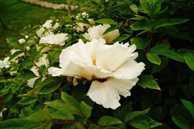 Ağaç şakayığı çiçeği ve beyaz yapraklı tomurcuk ve sarı bir merkez.
