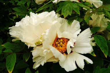 Ağaç şakayığı çiçeği ve beyaz yapraklı tomurcuk ve sarı bir merkez.