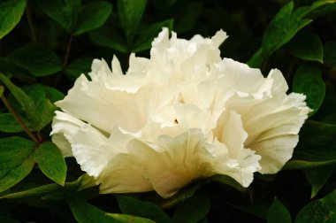 Ağaç şakayığı çiçeği ve beyaz yapraklı tomurcuk ve sarı bir merkez.