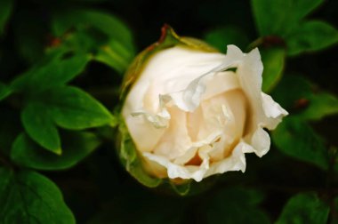 Ağaç şakayığı çiçeği ve beyaz yapraklı tomurcuk ve sarı bir merkez.